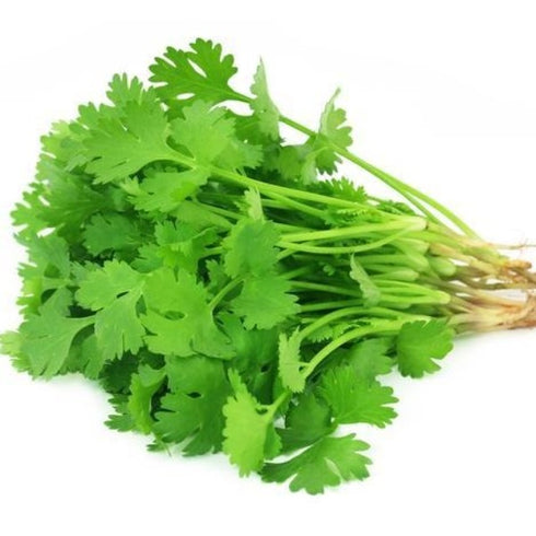 Coriander - OP Vegetable Seeds