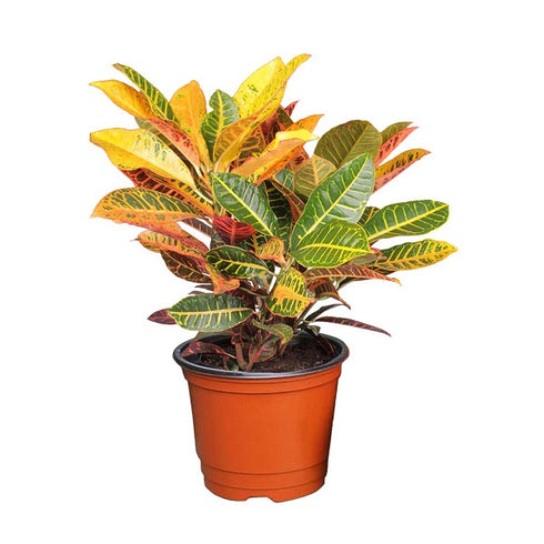 Croton Codiaeum Variegatum Pictum (Petra Croton)