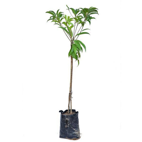 Sapota / Chikoo (चीकू) Grafted Plant - Manilkara zapota