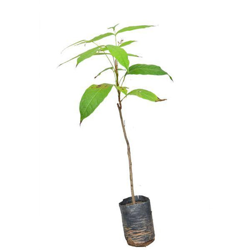 Mahogany / Sky Fruit (महोगनी) - (<em>Swietenia macrophylla</em>)