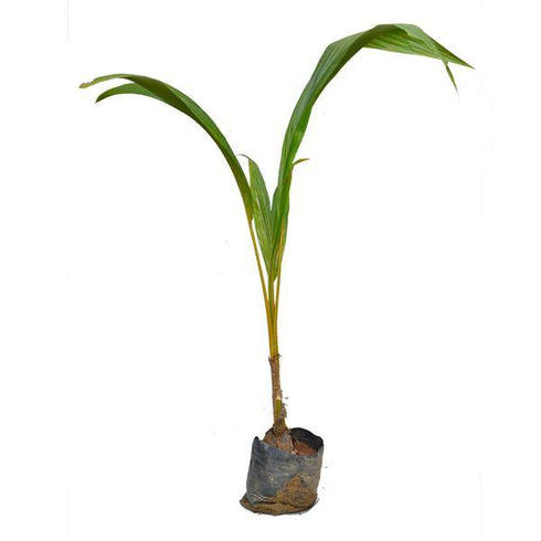 Hybrid Green Coconut Plants - Nariyal Plant