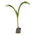 Hybrid Green Coconut Plants - Nariyal Plant
