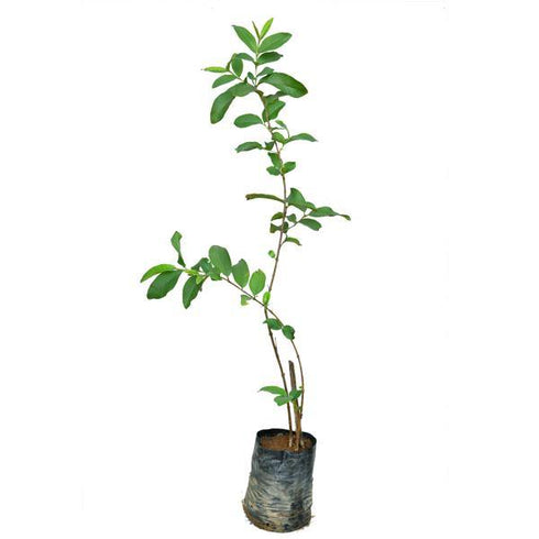 Pink Guava Plant - (<em>Psidium guajava</em>) - Thai Red Grafted