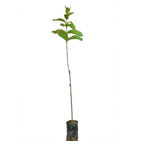 Guava Plant - (<em>Psidium guajava</em>) - Seeds grown