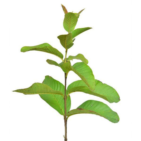 Guava Plant - (<em>Psidium guajava</em>) - Seeds grown