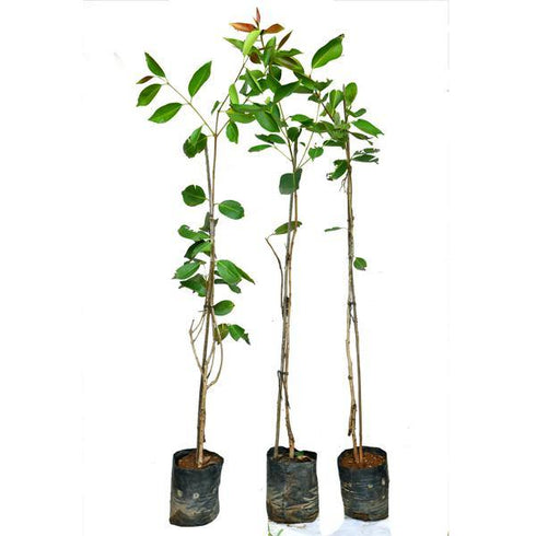 Jamun Fruit Plant - Grafted