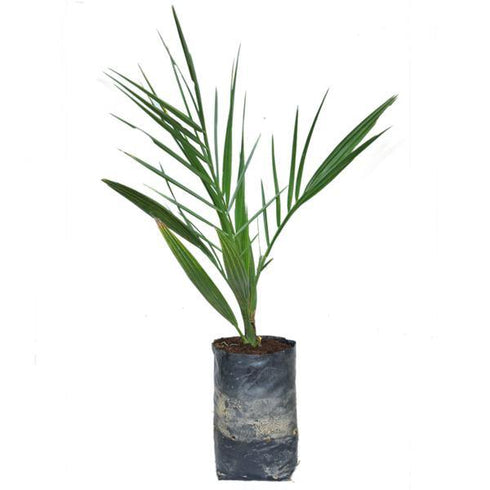 Date Palm (खजूर) - (<em>Phoenix dactylifera</em>)