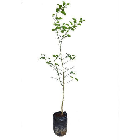 Kagzi Lemon Plant - (<em>Citrus Limonum</em>) - Year round fruiting