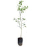 Kagzi Lemon Plant - (<em>Citrus Limonum</em>) - Year round fruiting