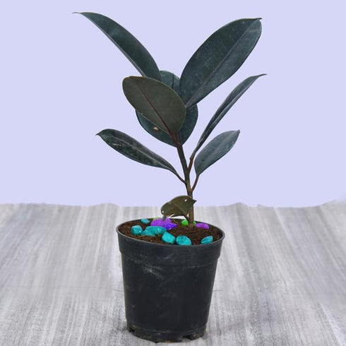Rubber Plant - (<em>Ficus elastica</em>)