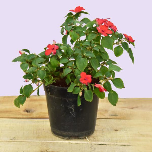 Walleriana - (<em>Impatiens walleriana</em>)