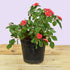 Walleriana - (<em>Impatiens walleriana</em>)
