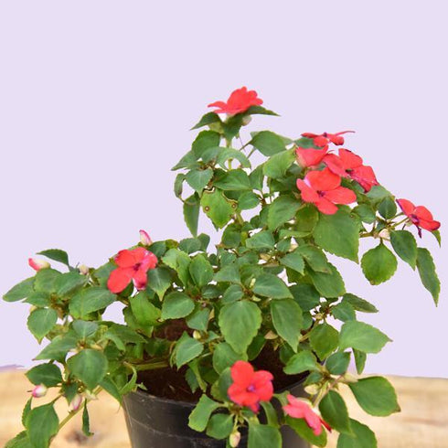 Walleriana - (<em>Impatiens walleriana</em>)
