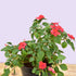 Walleriana - (<em>Impatiens walleriana</em>)