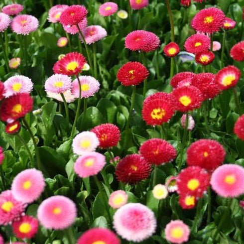 Daisy (Double) Mixed - OP Flower Seeds
