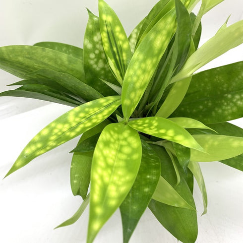 Dracaena Surculosa Aurea / Gold Dust Dracaena