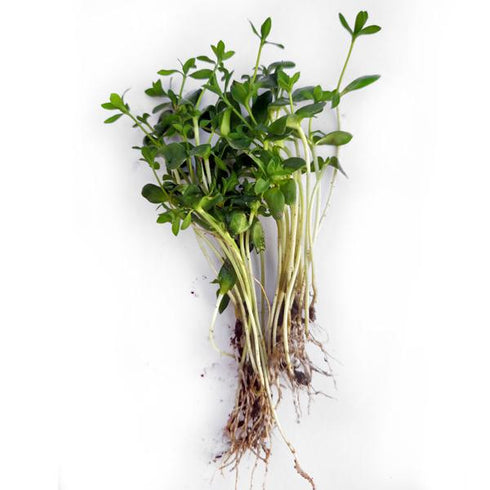 Flax - OP Microgreen Seeds