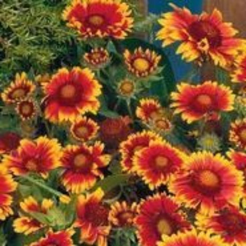 Gaillardia Aristata - OP Flower Seeds
