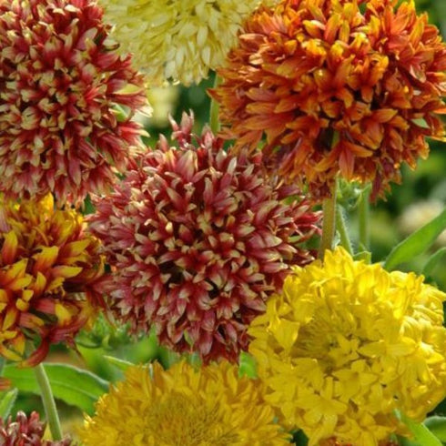 Gaillardia Pulchella (Dwarf Double) Mixed - OP Flower Seeds