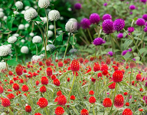 Gomphrena Choice Mixed - OP Flower Seeds