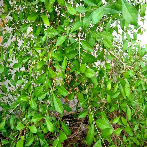 Live Henna/Mehndi Herbal Plant with Pot