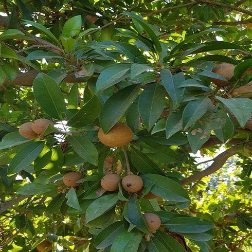 Sapota / Chikoo (चीकू) Grafted Plant - Manilkara zapota