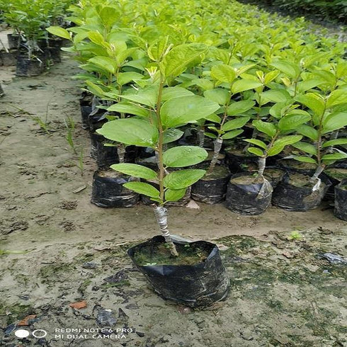 Thai Apple-Ber - थाई एप्पल-बेर