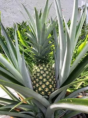 Pineapple - set of 5 plants