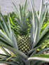 Pineapple - set of 5 plants