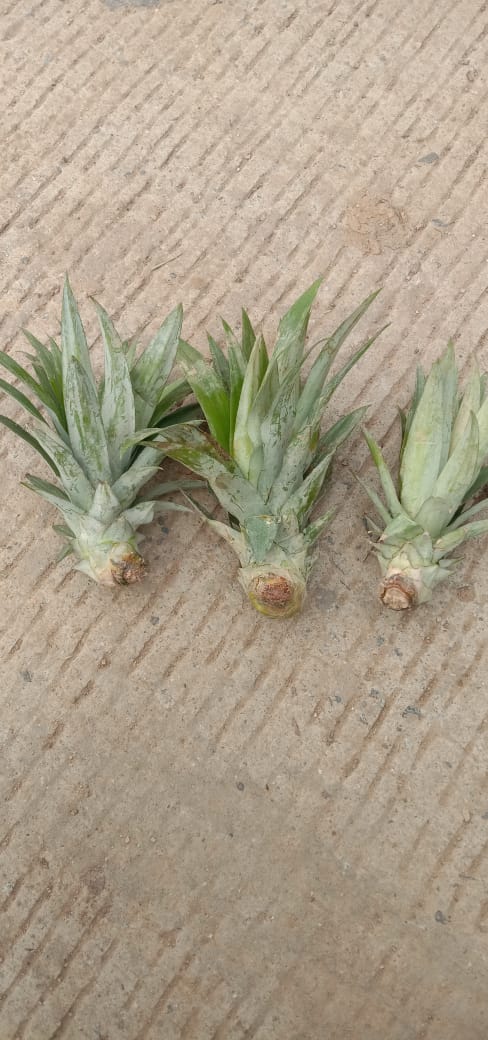 Pineapple - set of 5 plants