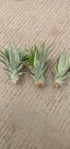 Pineapple - set of 5 plants