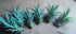 Pineapple - set of 5 plants
