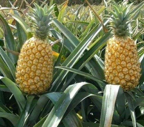 Pineapple - set of 5 plants
