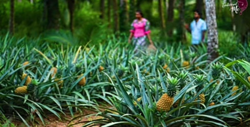 Pineapple - set of 5 plants
