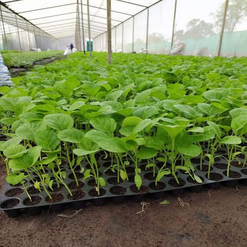 Brinjal - Organic Vegetable Plants