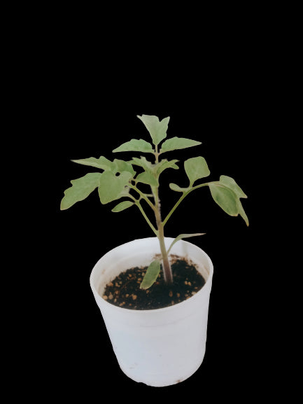 Live Red Tomato/Tamatar Plant with Pot - Healthy Plant - Pack of 12