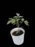 Live Red Tomato/Tamatar Plant with Pot - Healthy Plant - Pack of 12