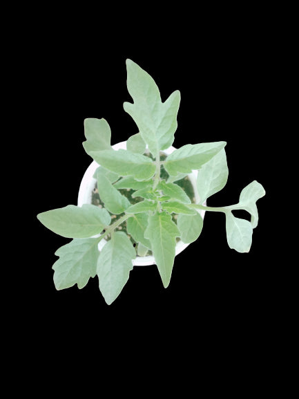 Live Red Tomato/Tamatar Plant with Pot - Healthy Plant - Pack of 12