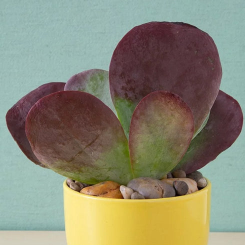 Kalanchoe Flapjack, Poplet – Succulent Plant