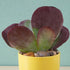Kalanchoe Flapjack, Poplet – Succulent Plant