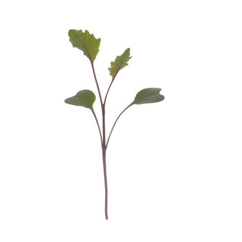 Kohl Rabi Green - OP Vegetable Seeds
