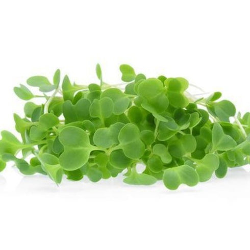 Komatsuna - OP Microgreen Seeds