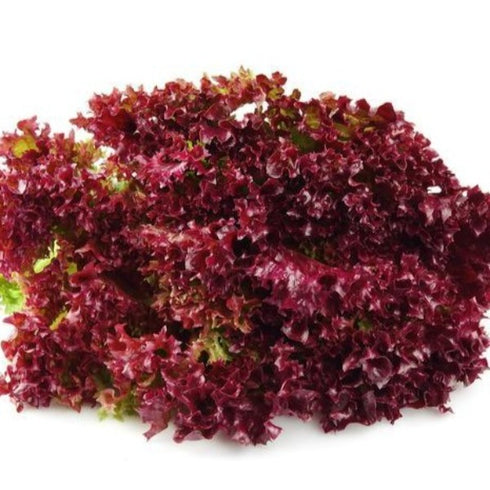 Lettuce Red (Lollo Rosso) - OP Vegetable Seeds