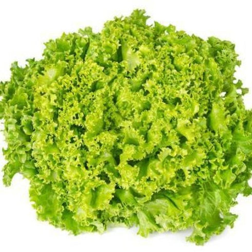 Lettuce Lollo Blonde - OP Vegetable Seeds