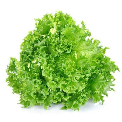 Lettuce Great Lakes - OP Vegetable Seeds