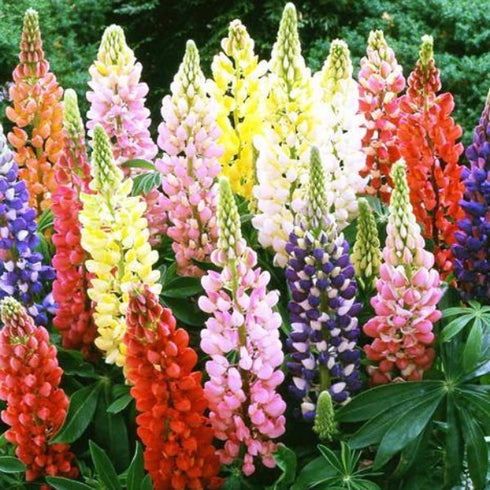 Lupin (Dwarf) Mixed - OP Flower Seeds