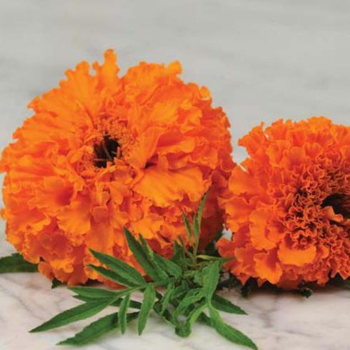 Marigold 'Hawaii Orange' - OP Flower Seeds