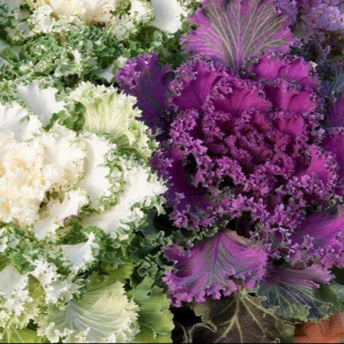 Ornamental Kale 'Fringed Leaves' Mixed - OP Flower Seeds