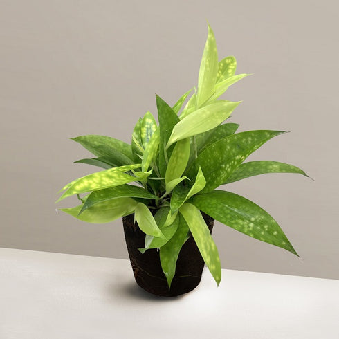 Dracaena Surculosa Aurea / Gold Dust Dracaena