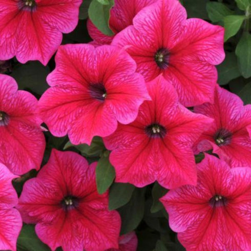 Petunia 'Rose of Heavens' - OP Flower Seeds